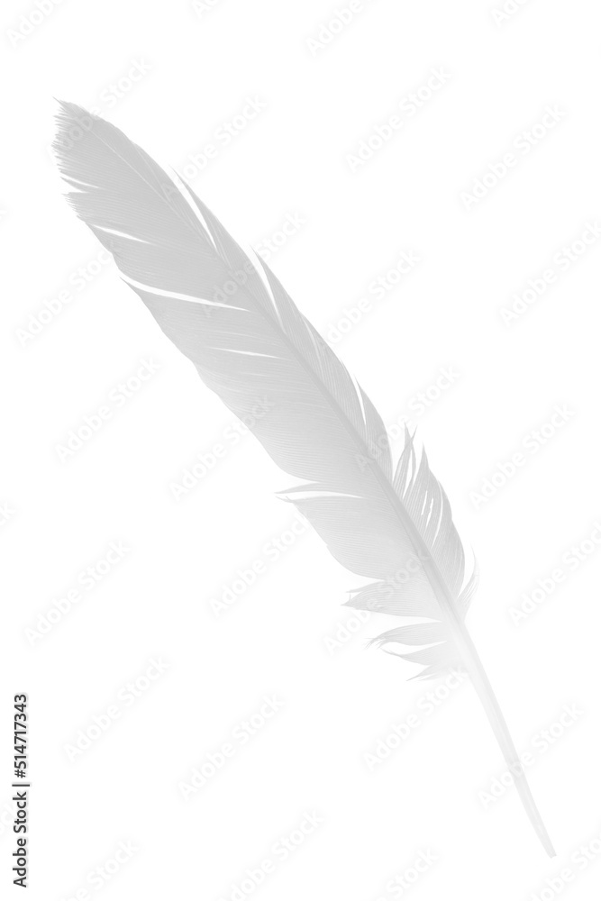 Beautiful sketching white feather on white background Beautiful sketching white feather on white background