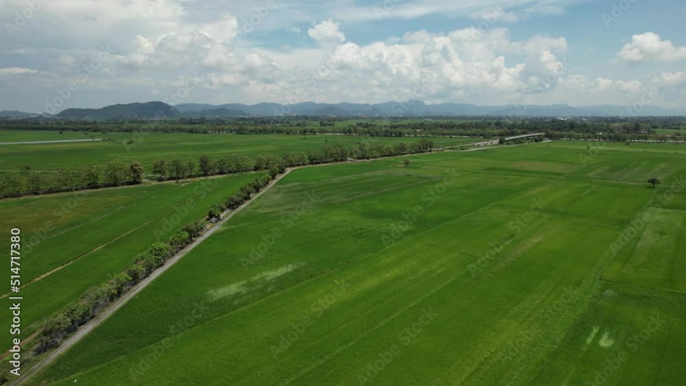 The Paddy Rice Fields of Kedah and Perlis, Malaysia