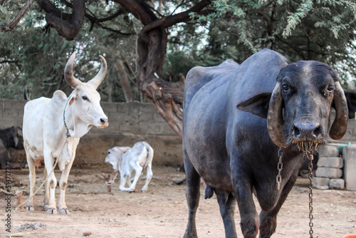 indian cow farm in gujarat india with selective focus,,buffalo
