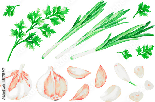 Garlic, green onion, parsley. Watercolor vector illustration. For your design.