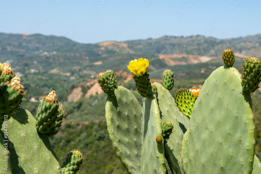 Exotische Pflanzen und Tiere auf Kreta, Griechenland Exotische Pflanzen und Tiere auf Kreta, Griechenland