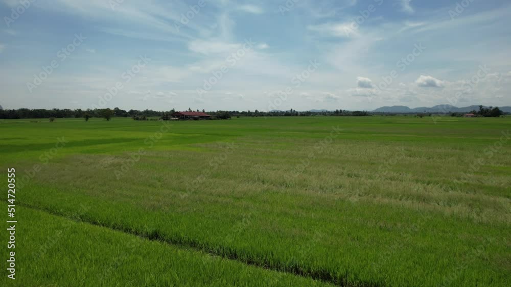 The Paddy Rice Fields of Kedah and Perlis, Malaysia The Paddy Rice Fields of Kedah and Perlis, Malaysia