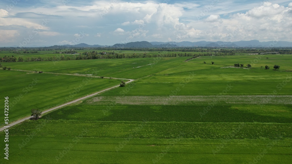 The Paddy Rice Fields of Kedah and Perlis, Malaysia