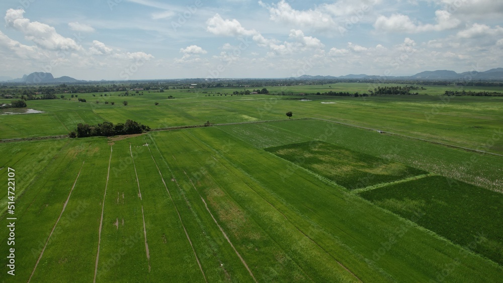 The Paddy Rice Fields of Kedah and Perlis, Malaysia