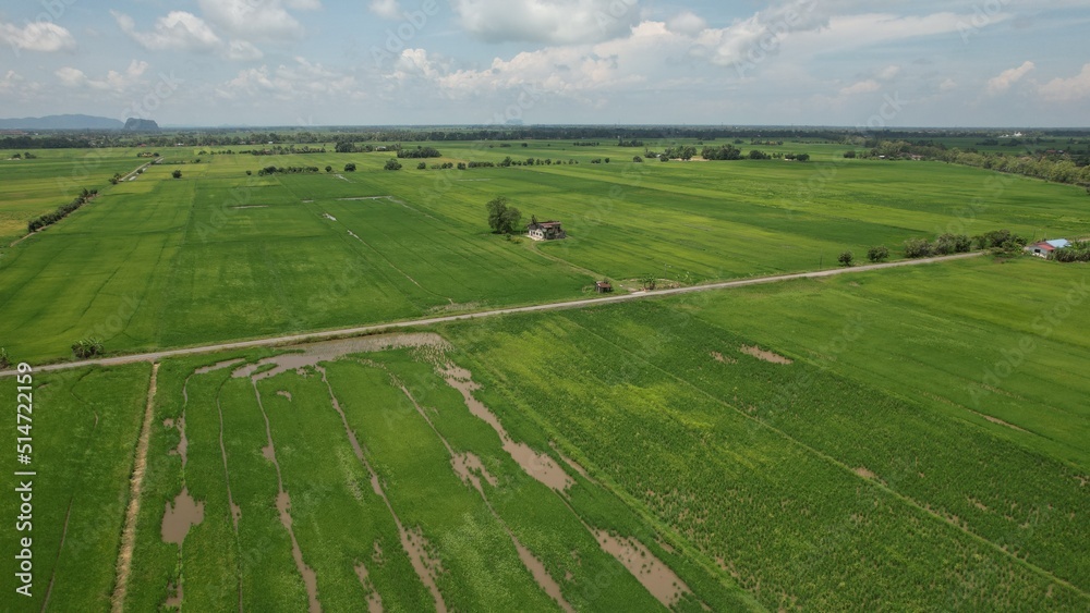 The Paddy Rice Fields of Kedah and Perlis, Malaysia The Paddy Rice Fields of Kedah and Perlis, Malaysia