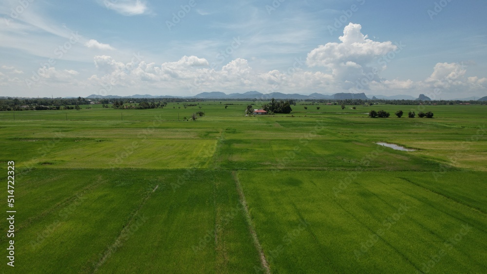 Naklejka premium The Paddy Rice Fields of Kedah and Perlis, Malaysia