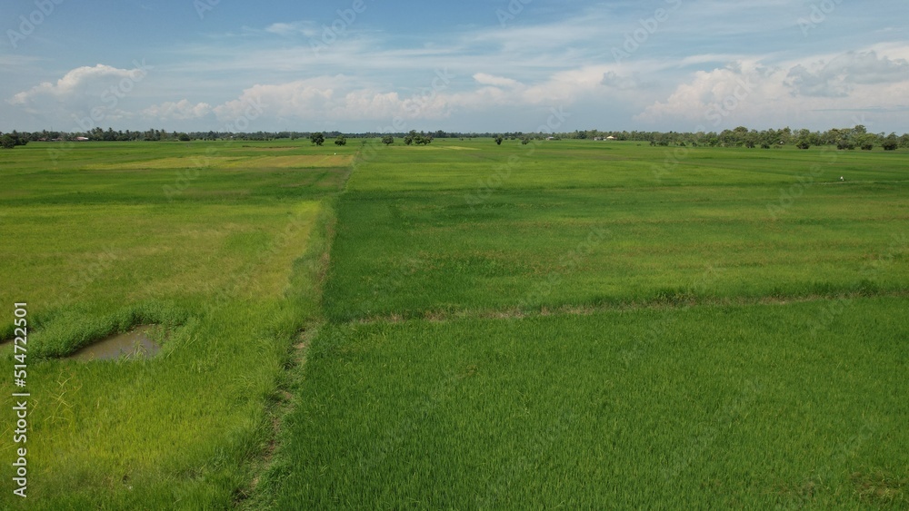 The Paddy Rice Fields of Kedah and Perlis, Malaysia The Paddy Rice Fields of Kedah and Perlis, Malaysia