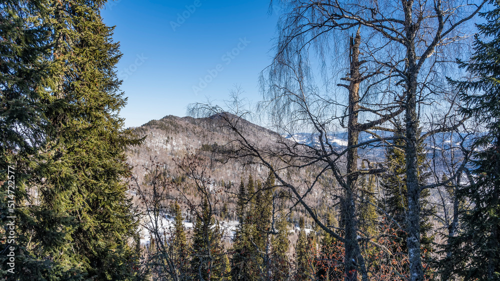 A mountain against a clear blue sky. In the foreground - evergreen coniferous trees and bare deciduous. A sunny winter day. Altai A mountain against a clear blue sky. In the foreground - evergreen coniferous trees and bare deciduous. A sunny winter day. Altai