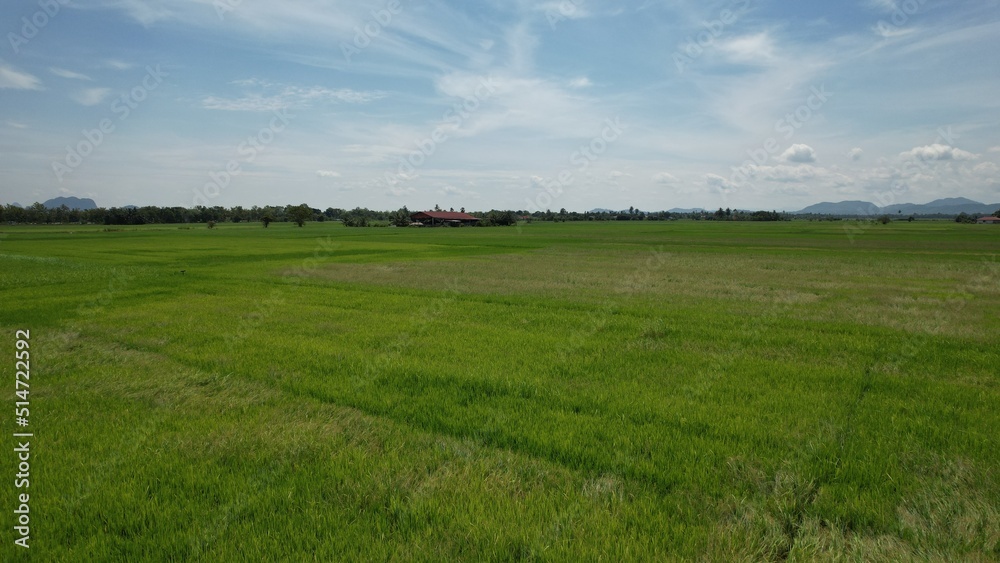 Obraz premium The Paddy Rice Fields of Kedah and Perlis, Malaysia