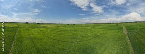 Obraz na płótnie The Paddy Rice Fields of Kedah and Perlis, Malaysia w salonie