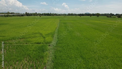 The Paddy Rice Fields of Kedah and Perlis, Malaysia © Aerial Drone Master