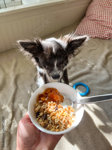 Chihuahua dog watching in plate with yogurt and granola
