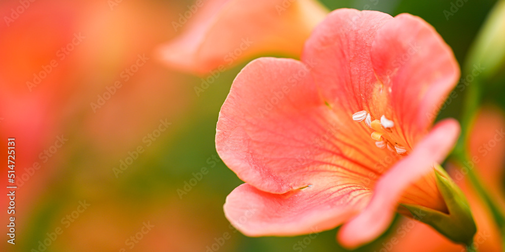 オレンジのノウゼンカズラの花のアップ　バナー　背景