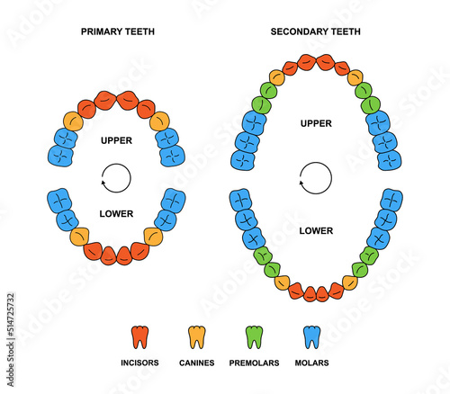 Adult and child jaws anatomy with descriptions. Incisor, canine, premolar and molar teeth colored illustration. Secondary and primary teeth silhouette photo