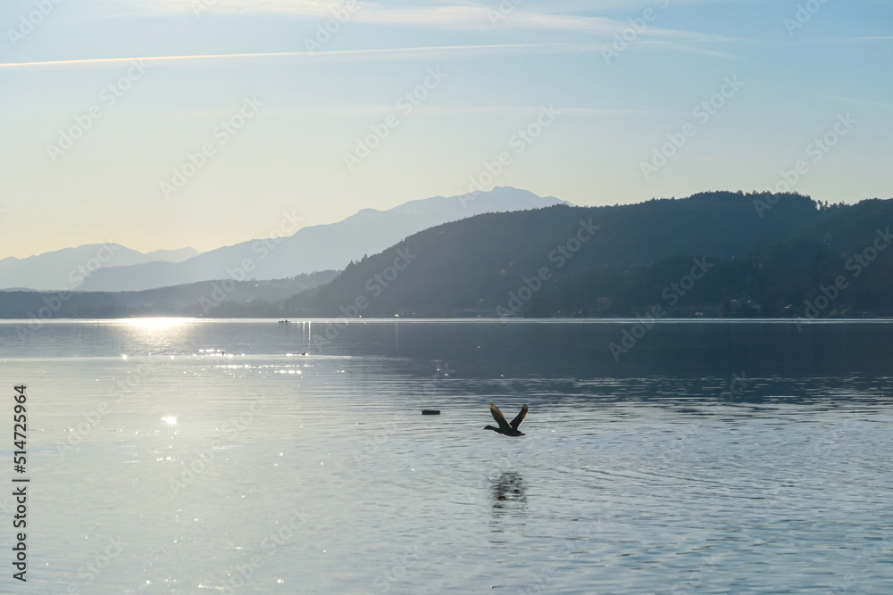 Ducks flying with wiew on Woerthersee from Poertschach in Carinthia, Austria. Calm lake reflecting the landscape. View on the Karawanks Alps and Pyramidenkogel. Sunset sunrise vibes. Wildlife, Freedom