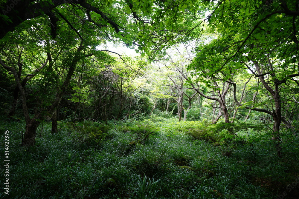 fine primeval forest in the sunlight fine primeval forest in the sunlight