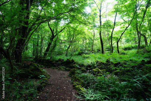 fine path through wild spring forest