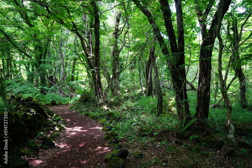 Fototapeta Naklejka Na Ścianę i Meble -  fascinating forest path in the gleaming sunlight