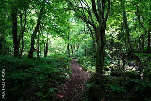 fine path through wild spring forest