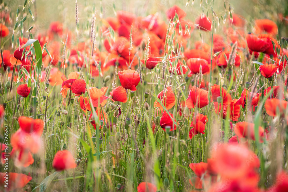 Obraz premium Beautiful glowing Summer sunrise glow of wild poppy Papaver Rhoeas field in English countryside with selective focus technique used