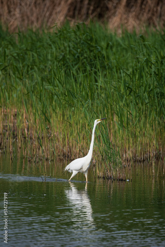 Beautiful graceful Great White Egret Ardea Alba searching for food in wetlands reeds in Spring