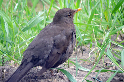A portrait of a Eurasian blackbird with lowered wings standing on the ground
