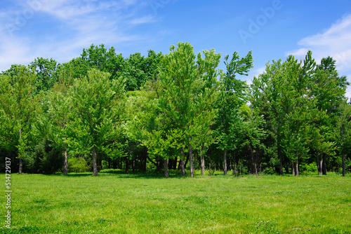 View of the green forest and a clearing with juicy bright grass.
