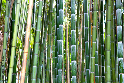 Asian Bamboo forest with morning sunlight