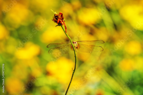 Dragonfly sitting on the flower, colorful blurry background. 