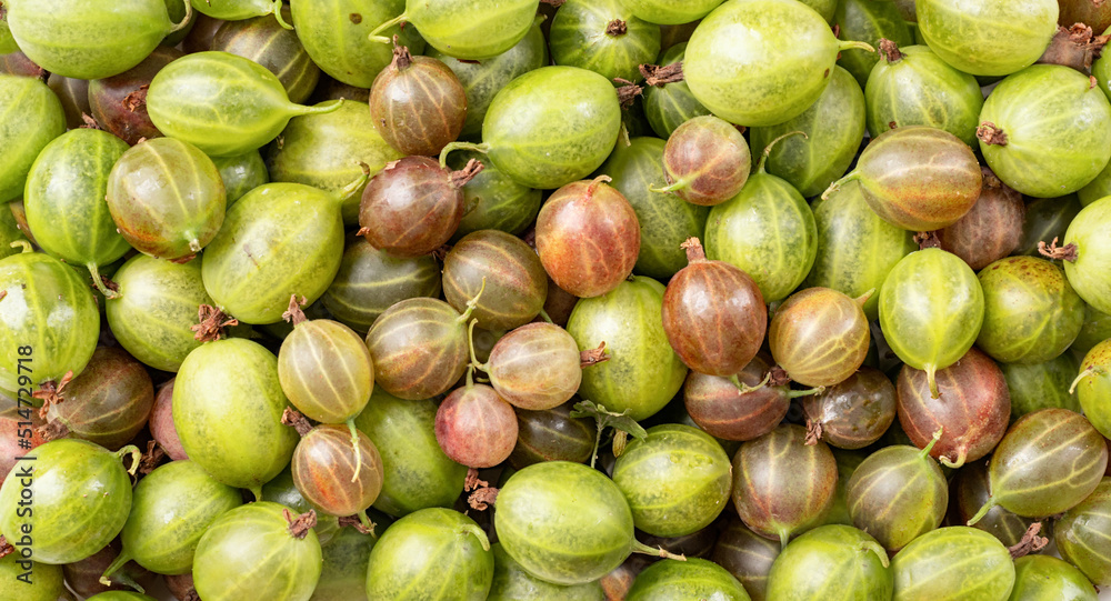 fresh ripe gooseberries texture, flat lay fresh ripe gooseberries texture, flat lay
