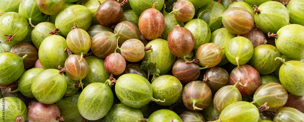 fresh ripe gooseberries texture, flat lay fresh ripe gooseberries texture, flat lay