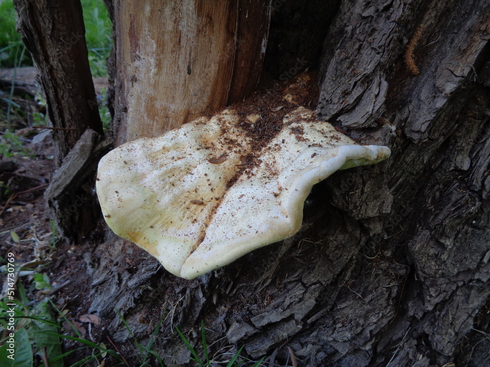 Obraz premium trunk of a tree, crab-of-the-woods, sulphur polypore, sulphur shelf, and chicken-of-the-woods