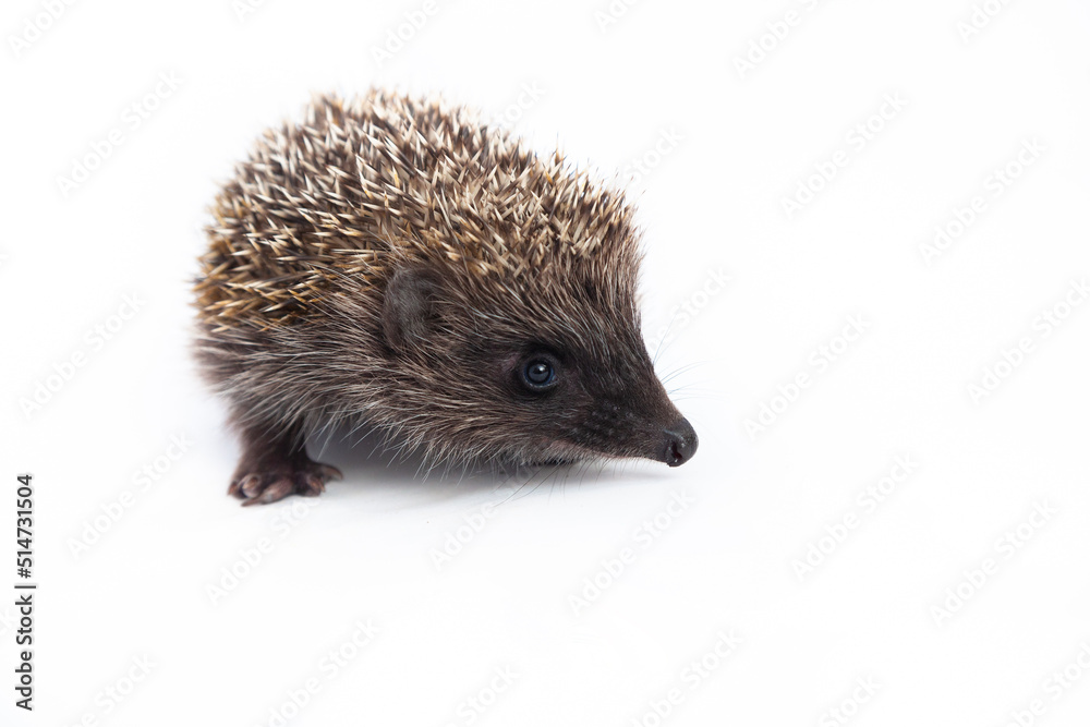 European hedgehog, Erinaceus europaeus, also known as the West European hedgehog or common hedgehog, in front of white background European hedgehog, Erinaceus europaeus, also known as the West European hedgehog or common hedgehog, in front of white background