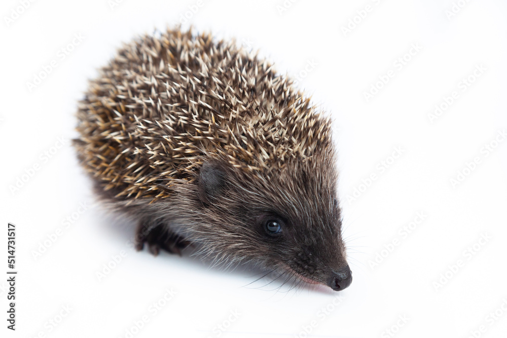Obraz premium European hedgehog, Erinaceus europaeus, also known as the West European hedgehog or common hedgehog, in front of white background 