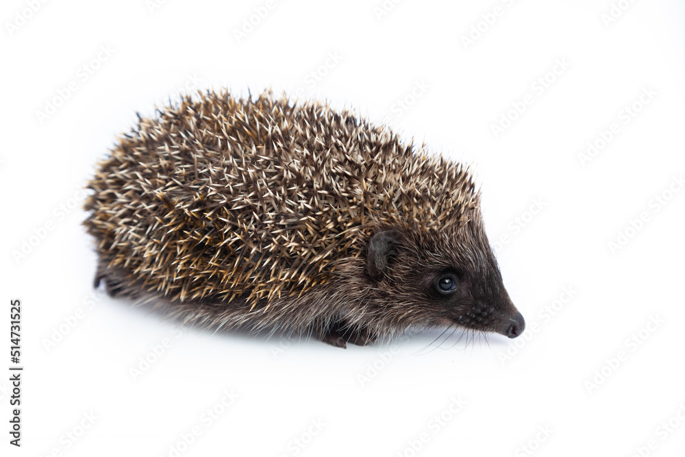 European hedgehog, Erinaceus europaeus, also known as the West European hedgehog or common hedgehog, in front of white background European hedgehog, Erinaceus europaeus, also known as the West European hedgehog or common hedgehog, in front of white background