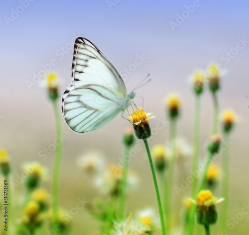 butterfly on a flower © King