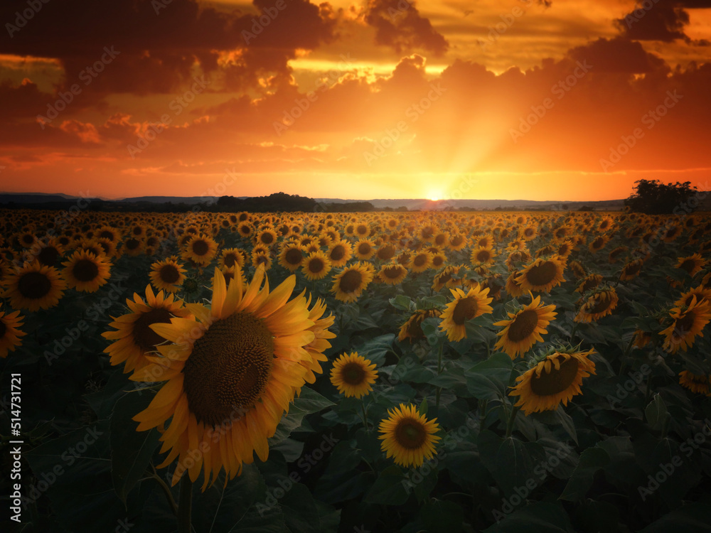 Obraz premium sunflower field at sunset