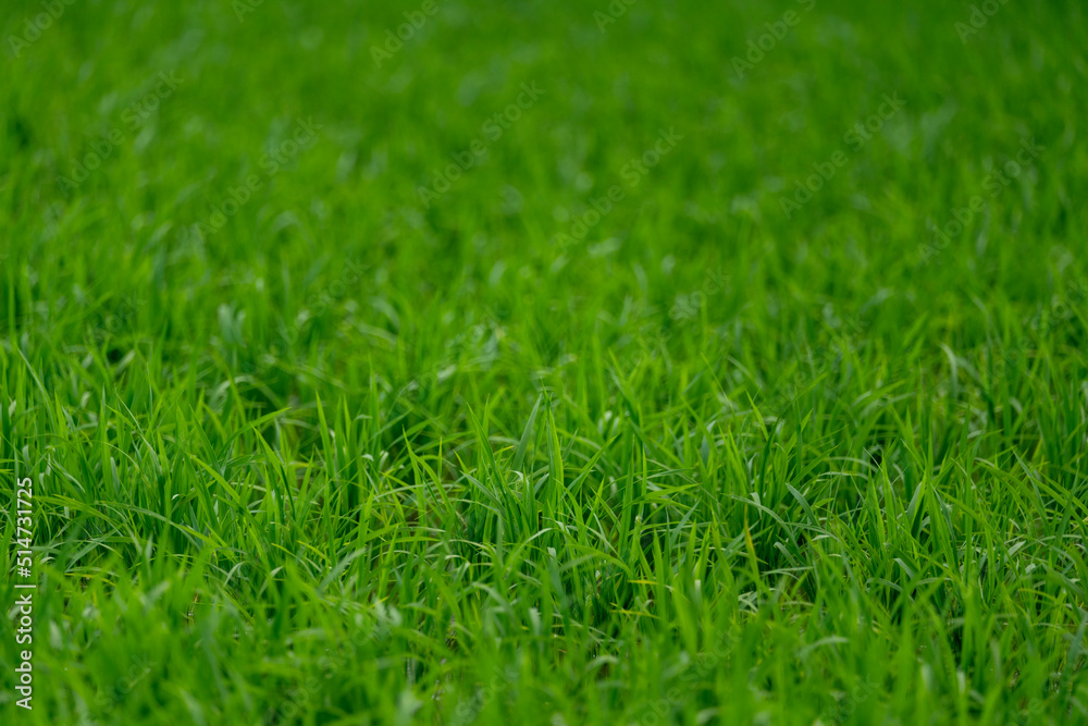 Naklejka premium green grass background