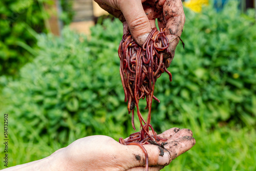 Breeding red worms Dendrobena. fertile soil. natural soil improvement. Fishing worms. Worms in the hands of a man. photo