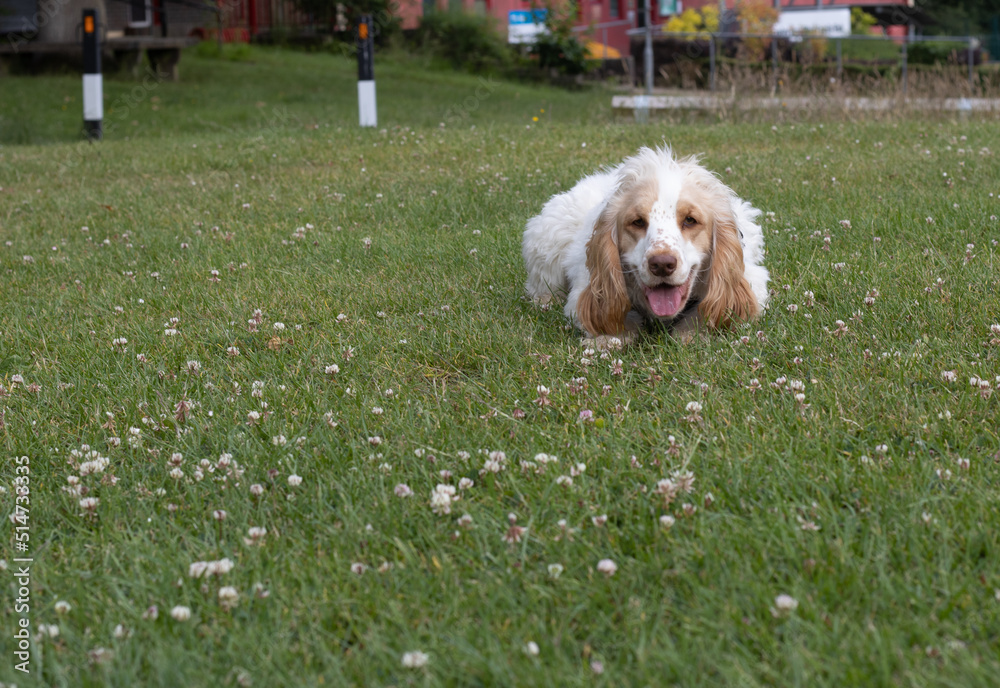Spaniel focussed on a ball