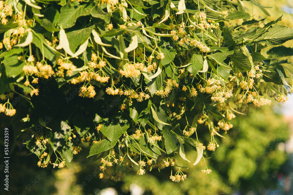 Blooming linden. Lime tree in bloom. Blossoming basswood on sunny day. Selective focus.