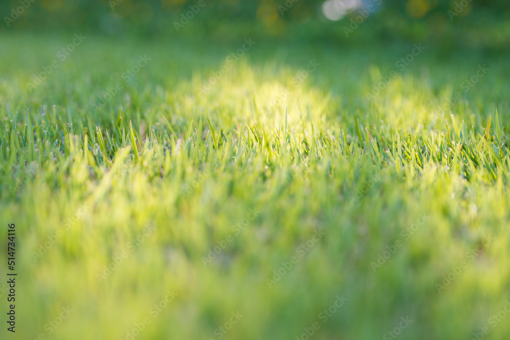 green grass with sunlight shinning on it