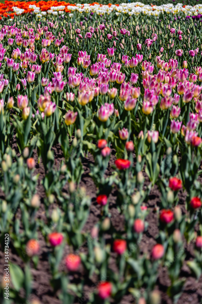 Blurred tulips in the foreground, in Ottawa, during Canadian Festival