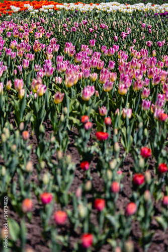 Blurred tulips in the foreground, in Ottawa, during Canadian Festival