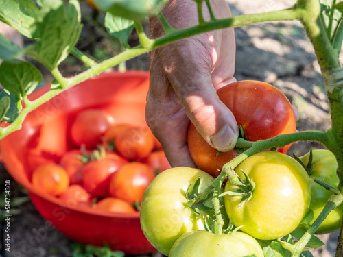 man hand harvests tomatoes in the garden and bowl with red ripe tomatoes