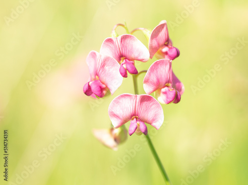 Wallpaper Mural Forest rank (Lathyrus sylvestris) on a yellow natural background. Delicate floral background in pastel colors. Summer gentle background for the design.Selective focus. Shallow depth of field. Torontodigital.ca