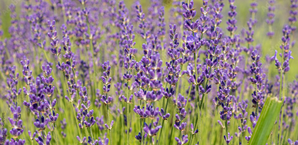 Naklejka premium close up of bunch of lavender flowers in blossom