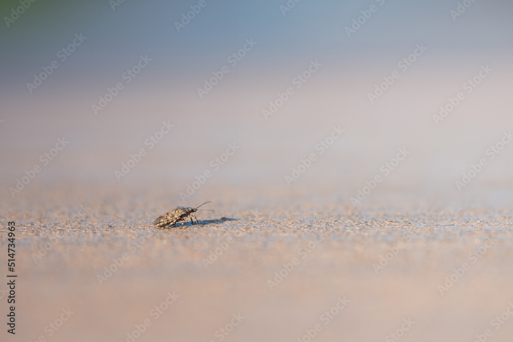 a little brown bug on a sidewalk