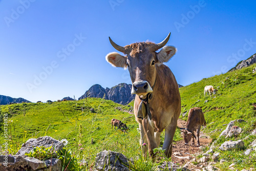 Kuh - Allgäu - Alpen - Berge - Braunvieh