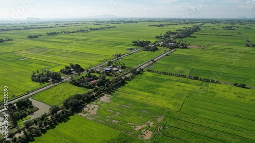 defaultThe Paddy Rice Fields of Kedah and Perlis, Malaysia photo